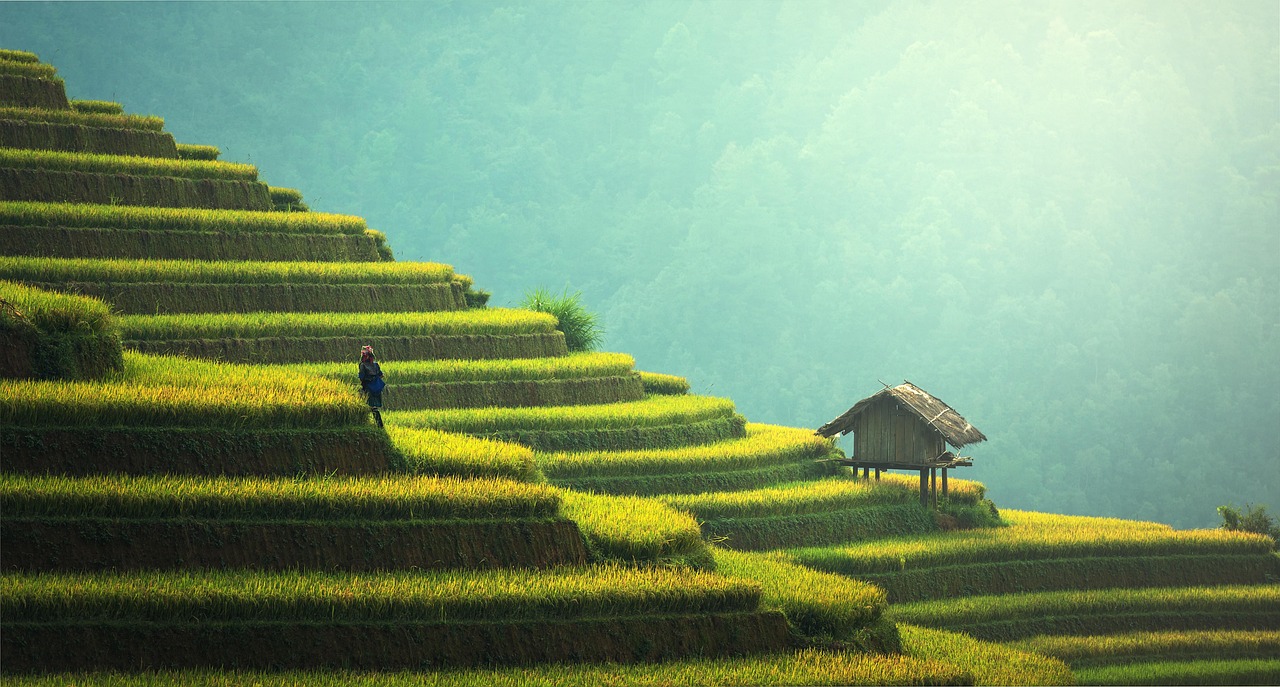 heros-img agriculture, rice plantation, thailand, rice, vietnamese, green, ecology, myanmar, burma, growth, countryside, malaysia, bali, plantation, nature, hills, indochina, terraces, garden, gardening, environment, cambodia, asia