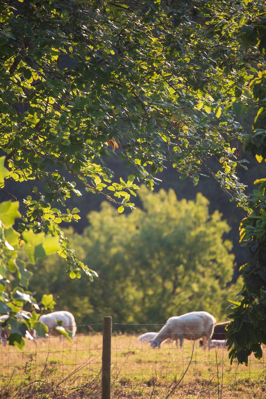 about-us sheep, livestock, england, farming, agriculture, smallholding, fields, trees, animals, lamb, nature, sustainable